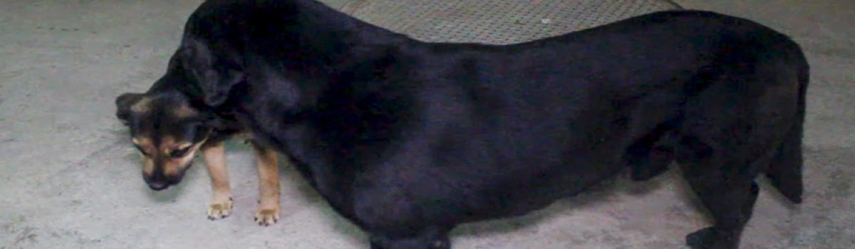 En Santa Rosa de Osos se han encontrado varios caninos en estado lamentable